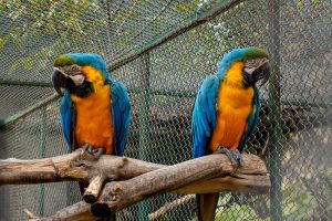 Two blue and gold Macaw parrots in a cage perched on a large stick. The birds are looking in opposite directions, avoiding eye contact.